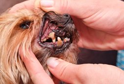 Glocester Dog Dentist