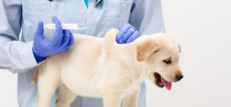 dog vaccination hospital in Schofield Barracks