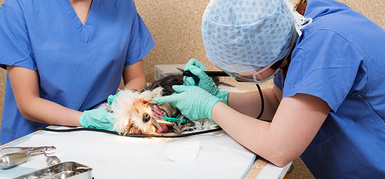Grants Pass animal hospital veterinary surgery