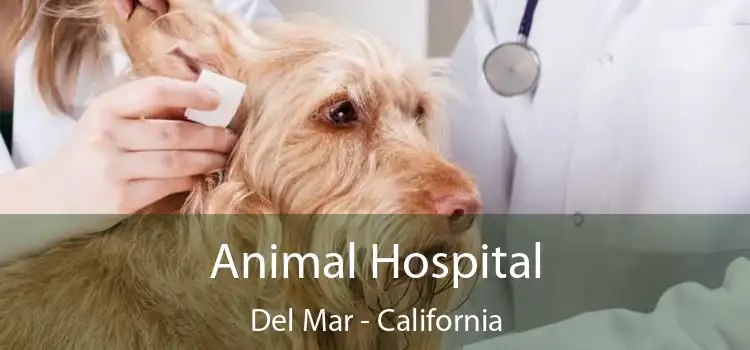 Animal Hospital Del Mar - California