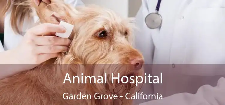 Animal Hospital Garden Grove - California