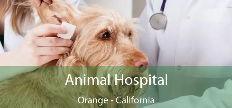 Animal Hospital Orange - California