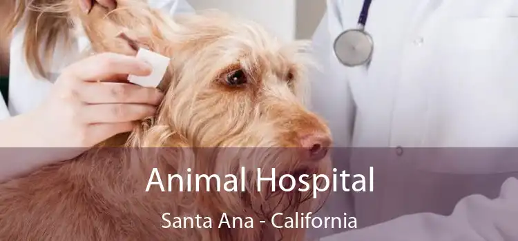 Animal Hospital Santa Ana - California