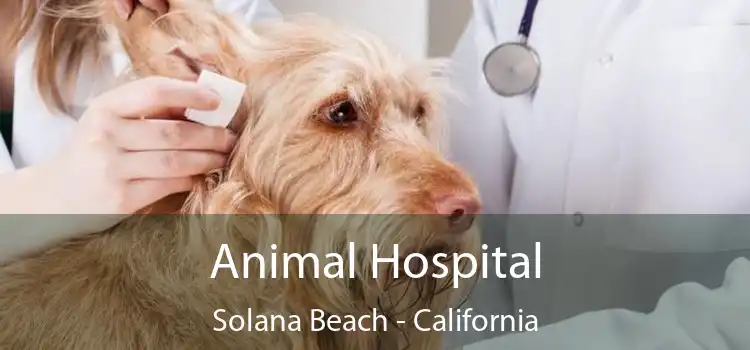 Animal Hospital Solana Beach - California