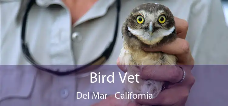 Bird Vet Del Mar - California