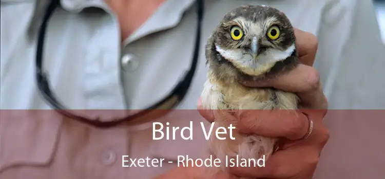 Bird Vet Exeter - Rhode Island