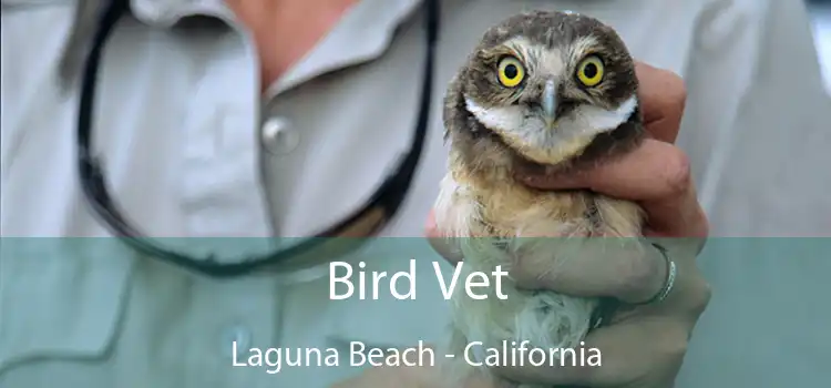 Bird Vet Laguna Beach - California