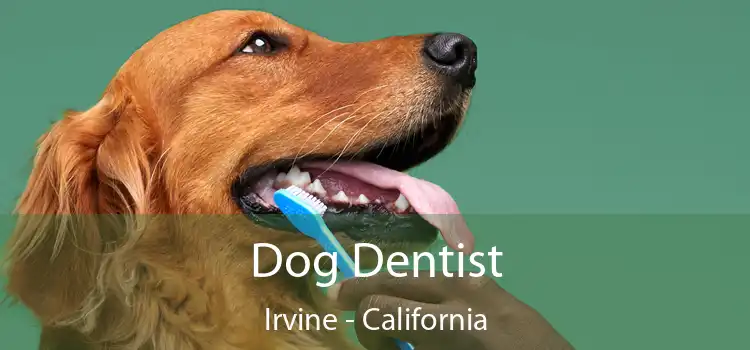 Dog Dentist Irvine - California