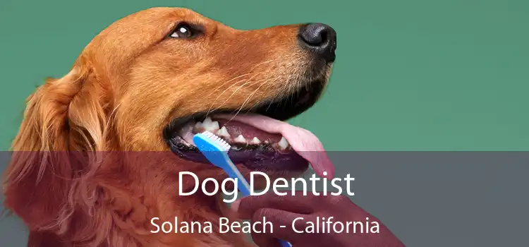 Dog Dentist Solana Beach - California