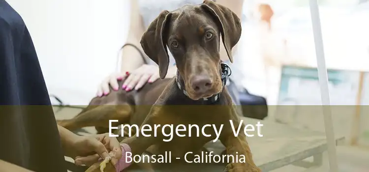 Emergency Vet Bonsall - California