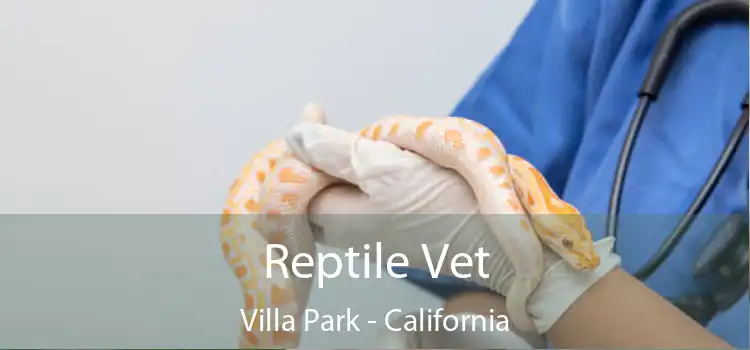 Reptile Vet Villa Park - California