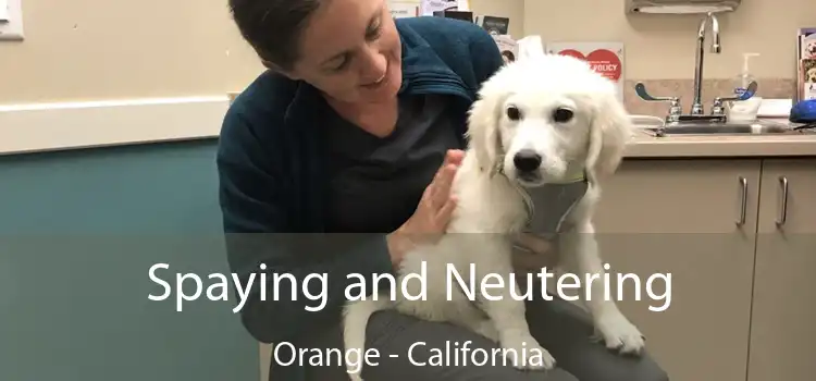 Spaying and Neutering Orange - California