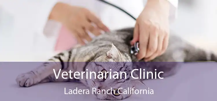 Veterinarian Clinic Ladera Ranch California