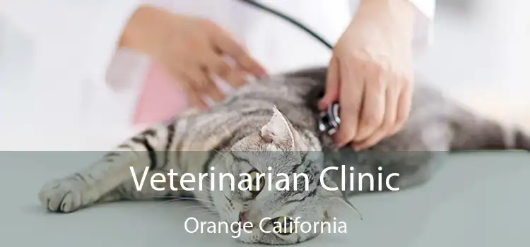 Veterinarian Clinic Orange California